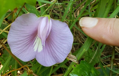 Clitoria ternatea